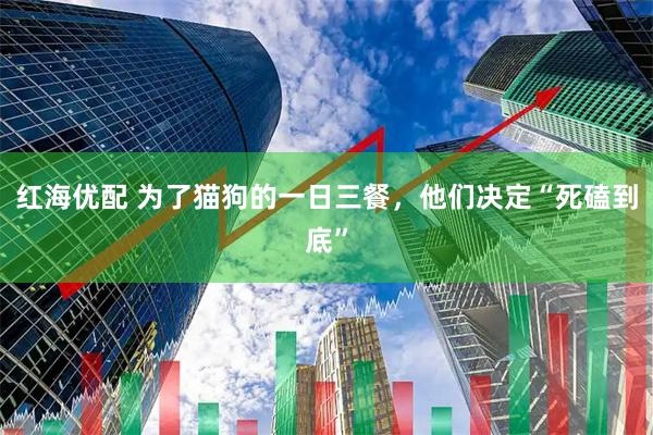红海优配 为了猫狗的一日三餐，他们决定“死磕到底”